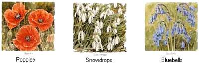 wildflowers1.jpg