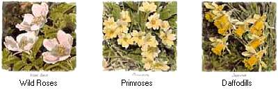 wildflowers2.jpg