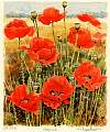 fl0020poppies.jpg