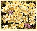 fl0023primroses.jpg