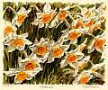 fl0025narcissi.jpg