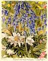 fl0027bluebellswoodanemones.jpg