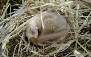 Dormice are in our new wood