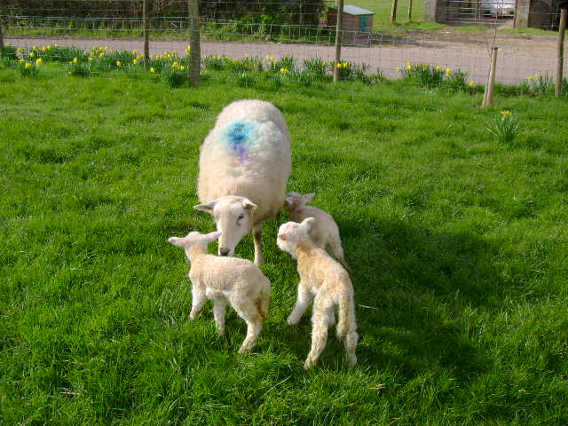 Ewe & triplets at Hele Barton