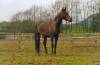 Layla in the paddock