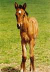 Layla as a foal