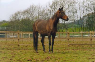 Layla in paddock
