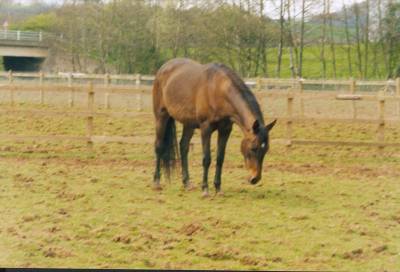 Layla ready to graze