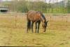 Layla starting to graze