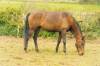 Layla grazing