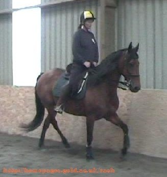 Luchia rising trot