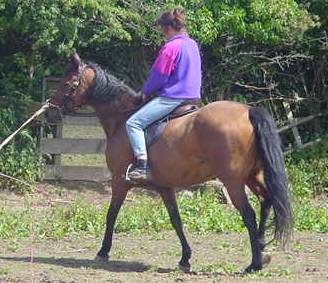 Luchia lunged with rider
