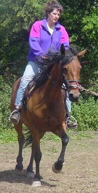 Luchia lunged with rider