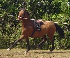 Luchia lunged in trot