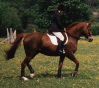 Sunny trots