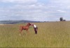 Sunny as a foal